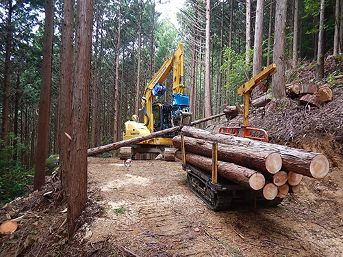 Forest development activities