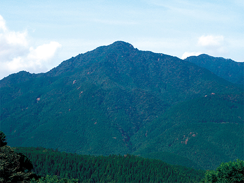 Our company-owned forest